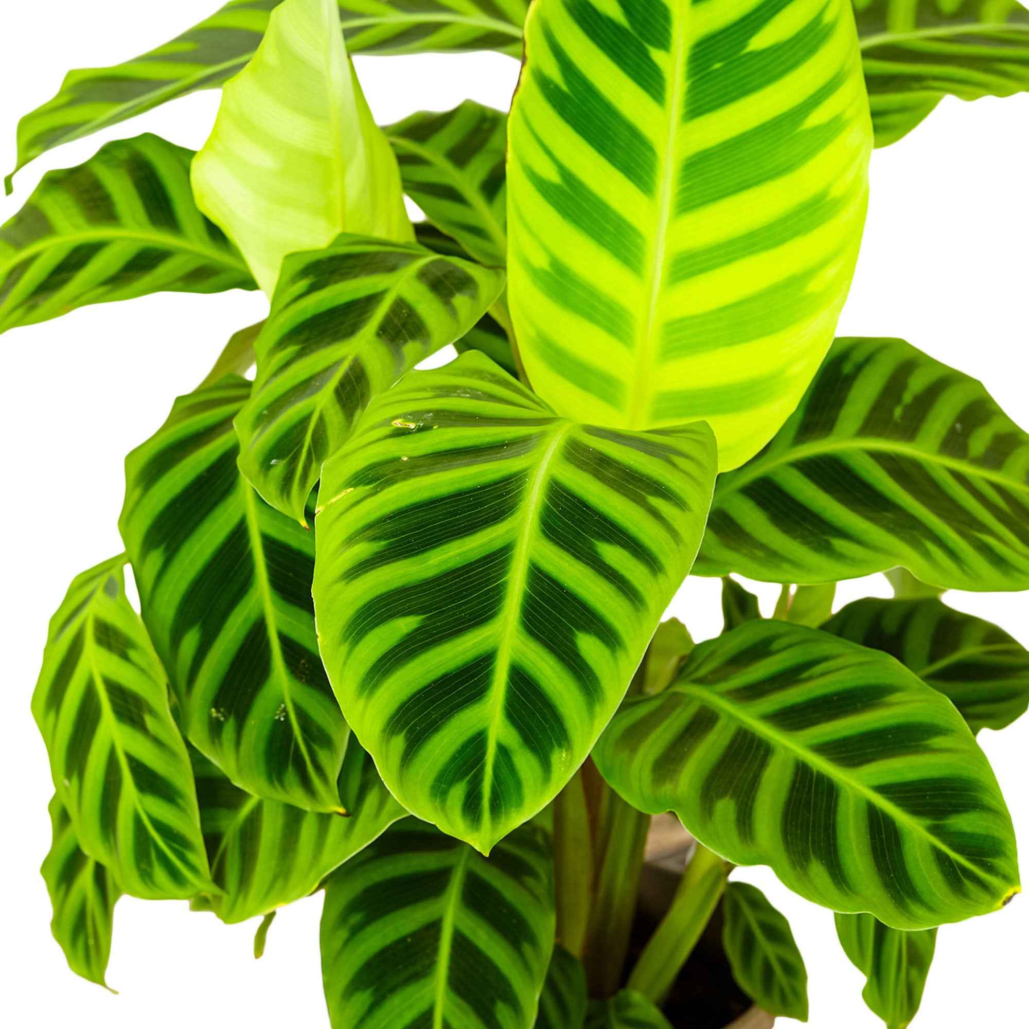 Korbmarante 'Zebrina' - Calathea zebrina