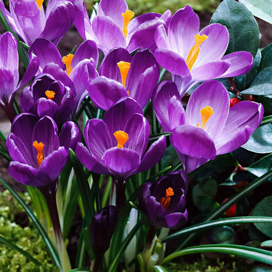 Krokus 'Flower Record' (x15) - Crocus vernus flower record - Blumenzwiebeln