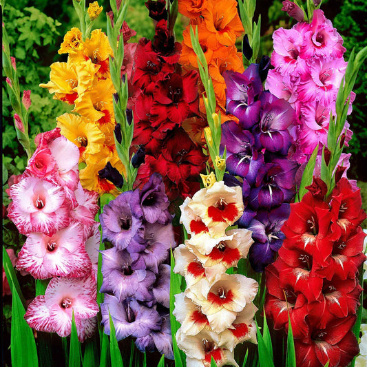 Großblütige Gladiole Mischung (x50) - Bakker