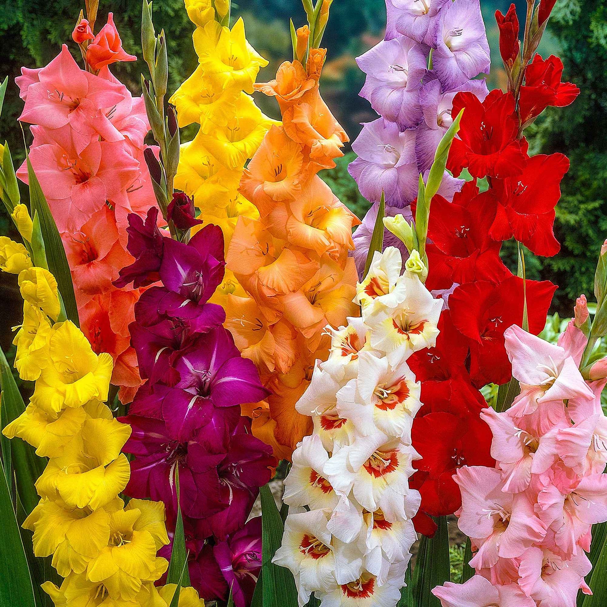 Gladiolen Mischung - Gladiolus - Blumenzwiebeln Sommerblüher