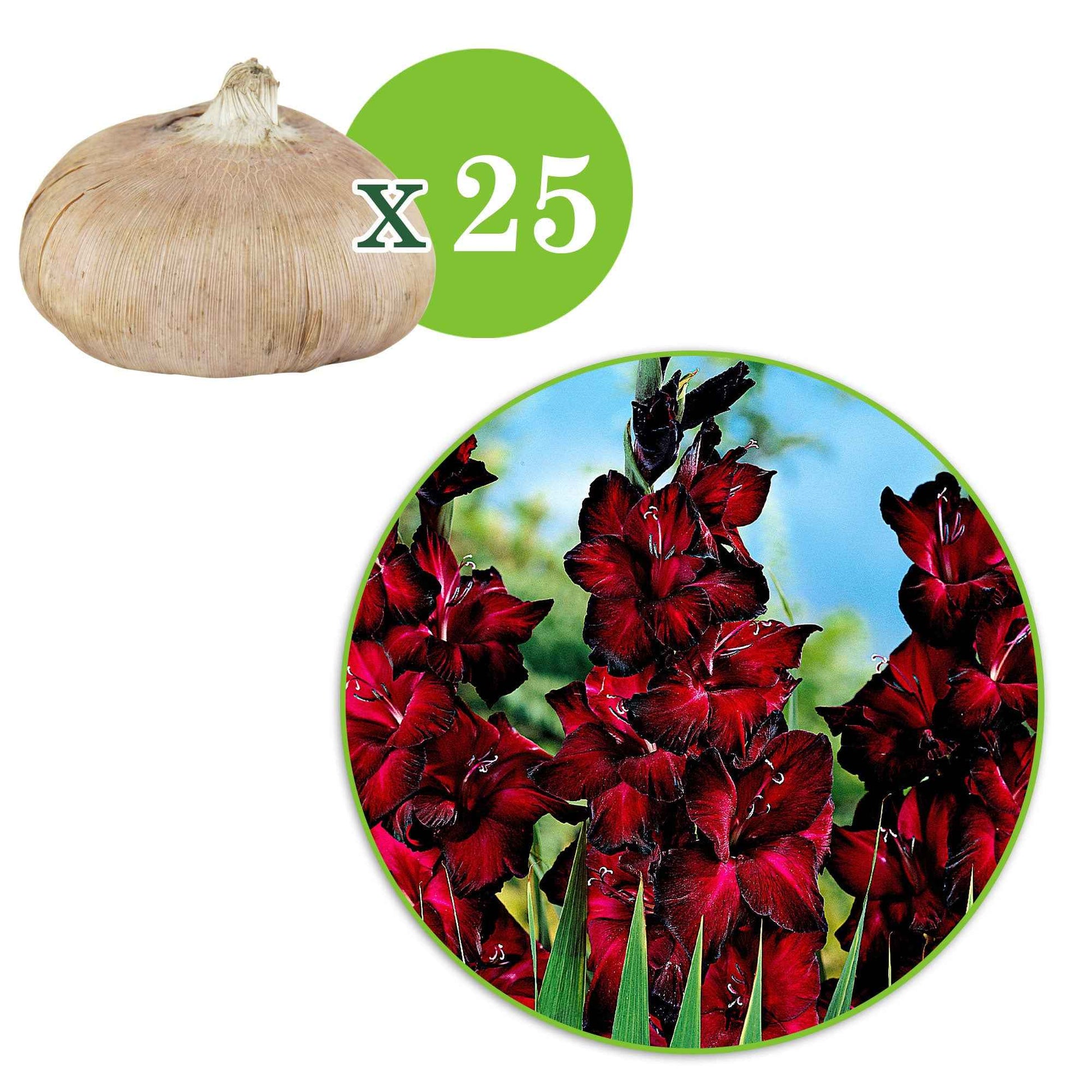 Großblütige Gladiole 'Black Jack' (x25) - Gladiolus 'black jack' - Blumenzwiebeln Sommerblüher