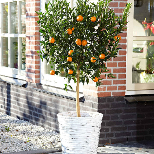 Mandarinenbaum - Citrus reticulata - Obst