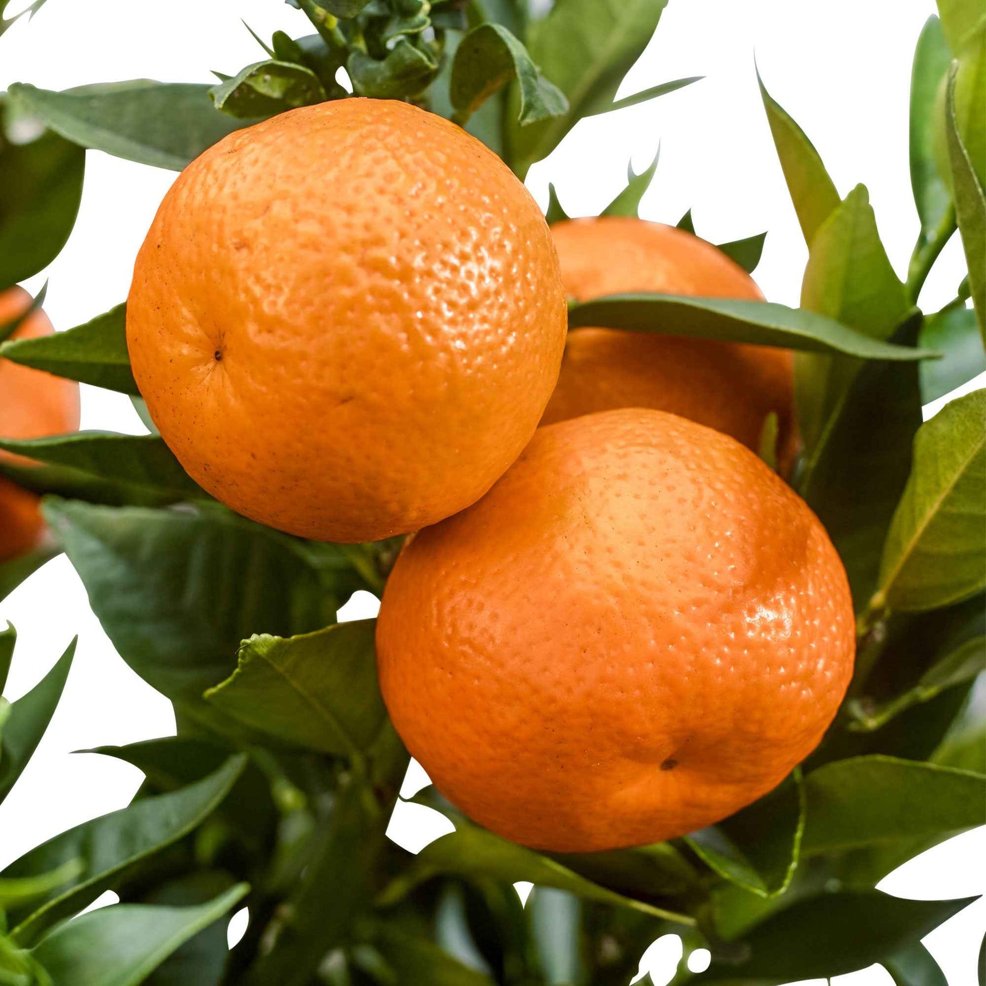 Mandarinenbaum - Citrus reticulata - Mandarine