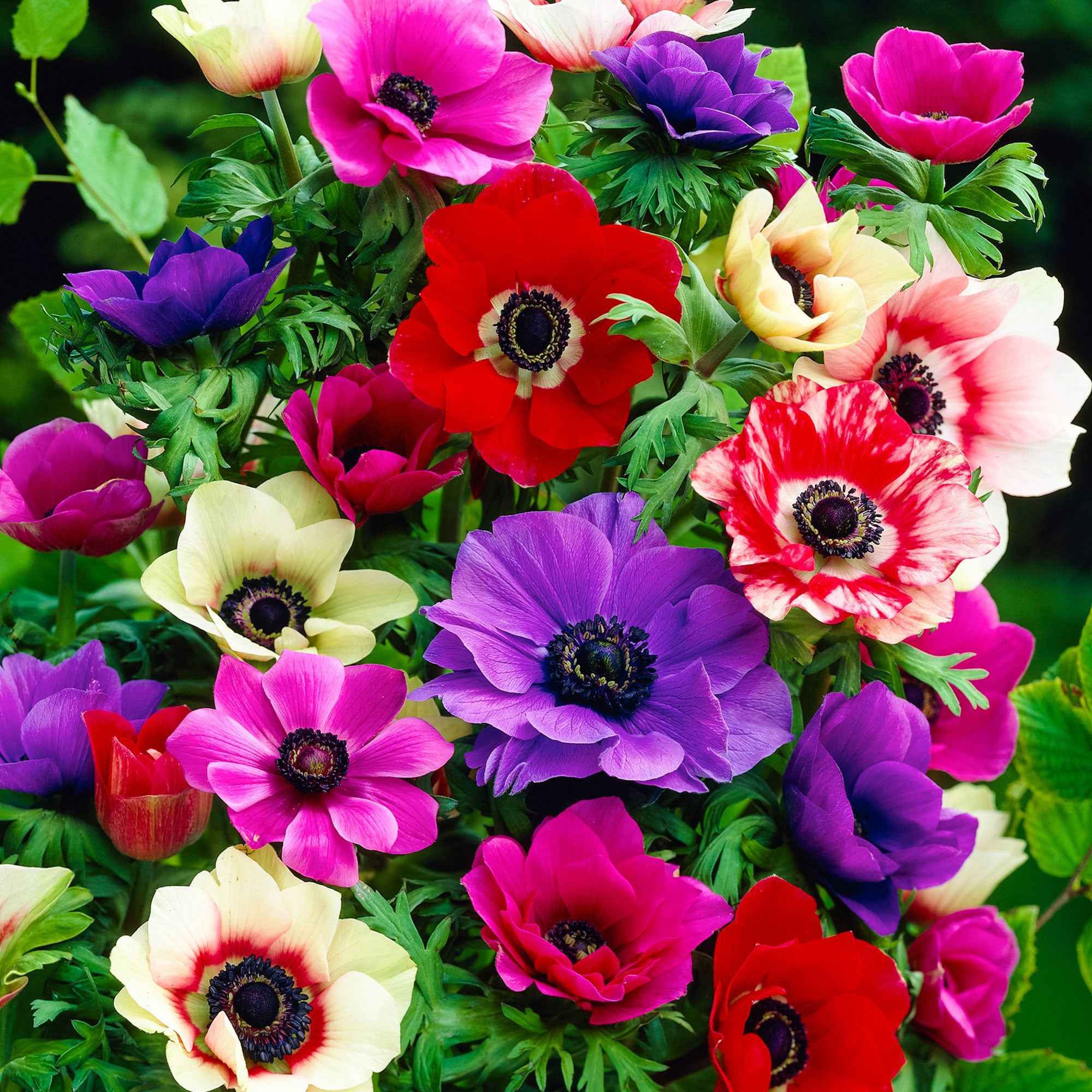 Anemonen Coronaria De Caen Blumenzwiebeln – 25 Stück, Gemischte Farben, Winterhart, Für Beet & Kübel