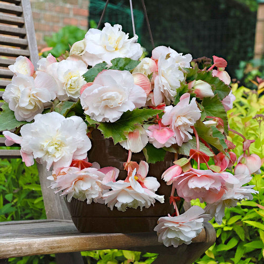 Begonie 'Angelique' (x5) - Begonia odorata angélique - Blumenzwiebeln