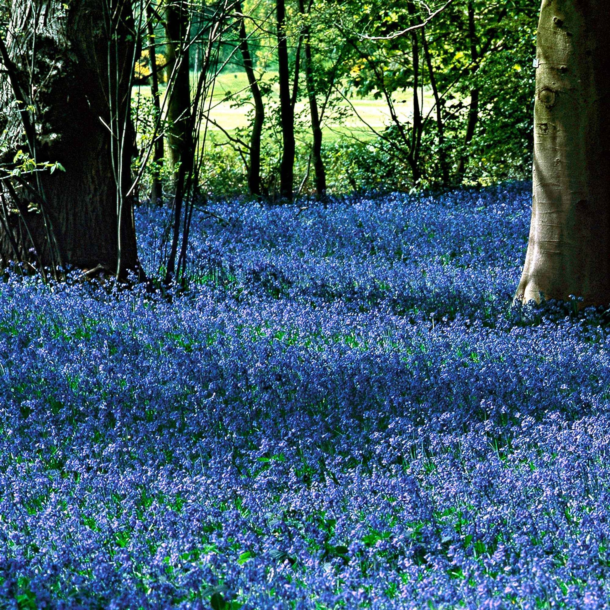 Frühlingszwiebeln - Sibirischer Blaustern - Scilla siberica
