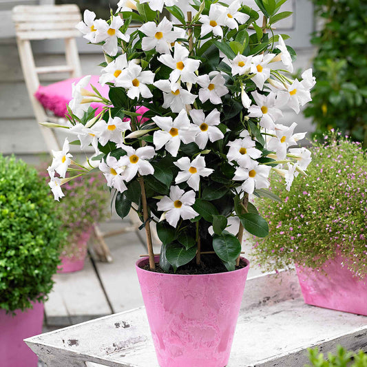 Dipladenie - Dipladenia - Terrasse balkon