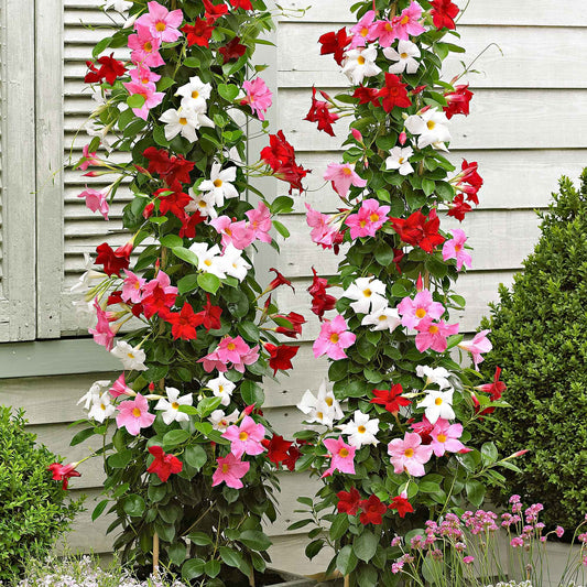 Chilenischer Jasmin Dipladenie (x3) - Bakker
