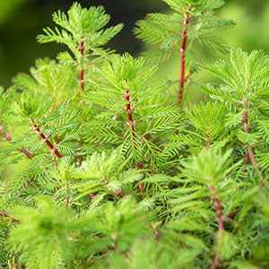 Wassermyrill Red Stem - Bakker
