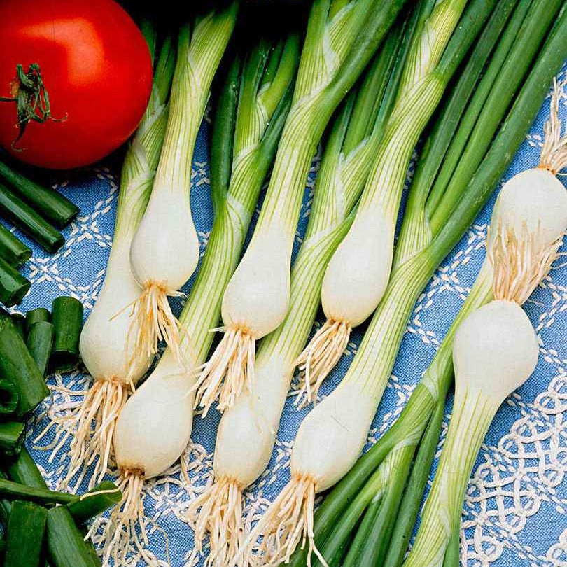 Saatgut Frühlingszwiebel 'White Lisbon' - Allium cepa lisboa