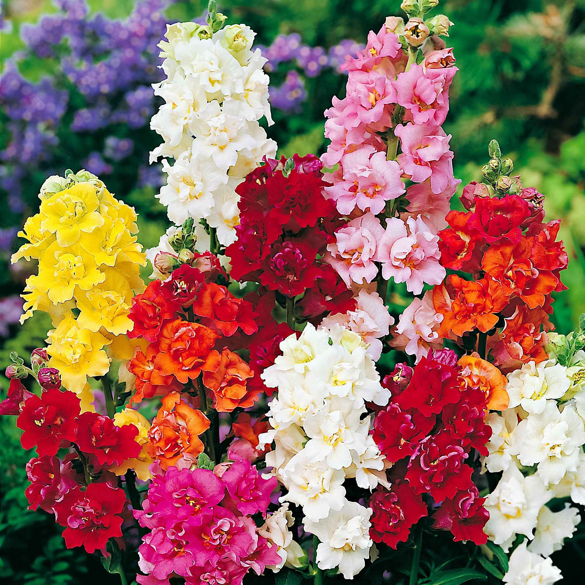 Saatgut Lwenmulchen Mischung 'Majestic' - Antirrhinum majus | Bakker.com