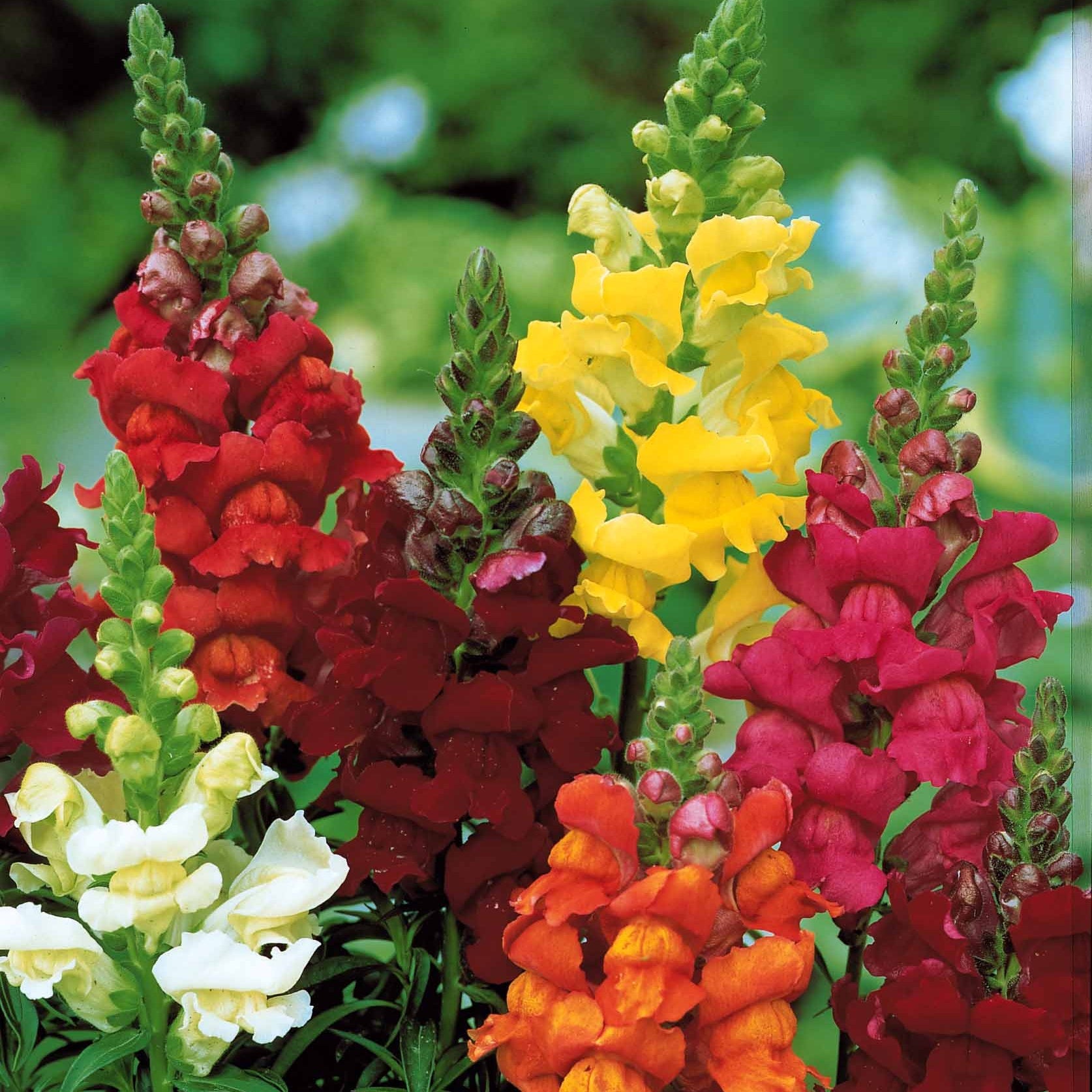 Saatgut Löwenmäulchen Mischung 'Majestic' - Antirrhinum majus