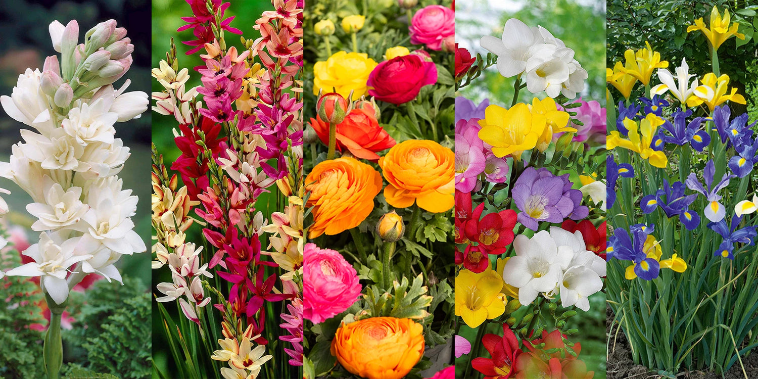 Wochenendangebot: bis zu 65% Rabatt auf Blumenzwiebeln