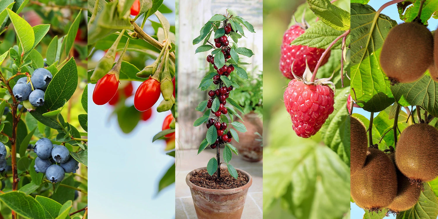 Wochenendangebot: bis zu 65% auf Obstsorten!