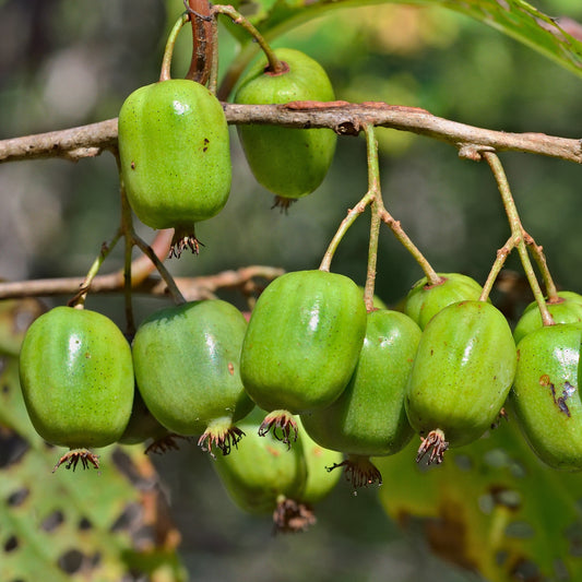 Actinidia 'Issai' - Bakker