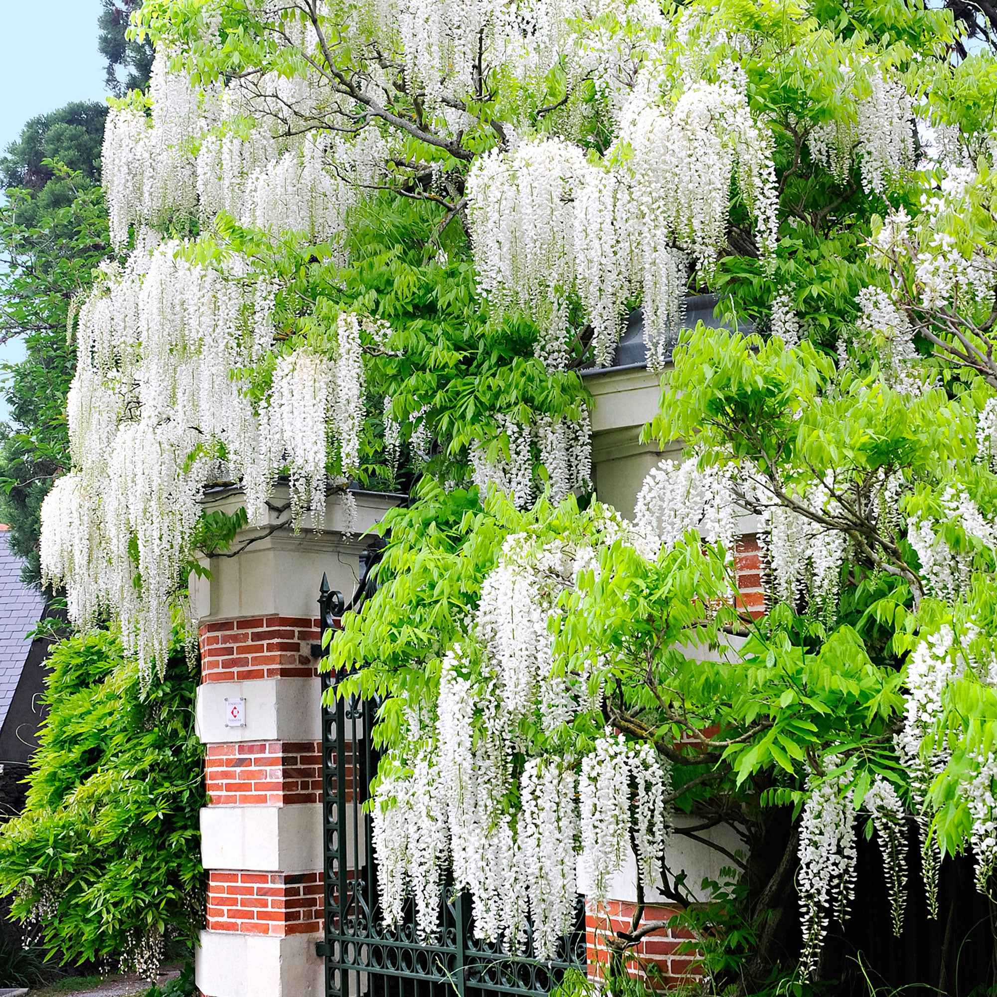 Weiße Glyzinie - Wisteria sinensis alba