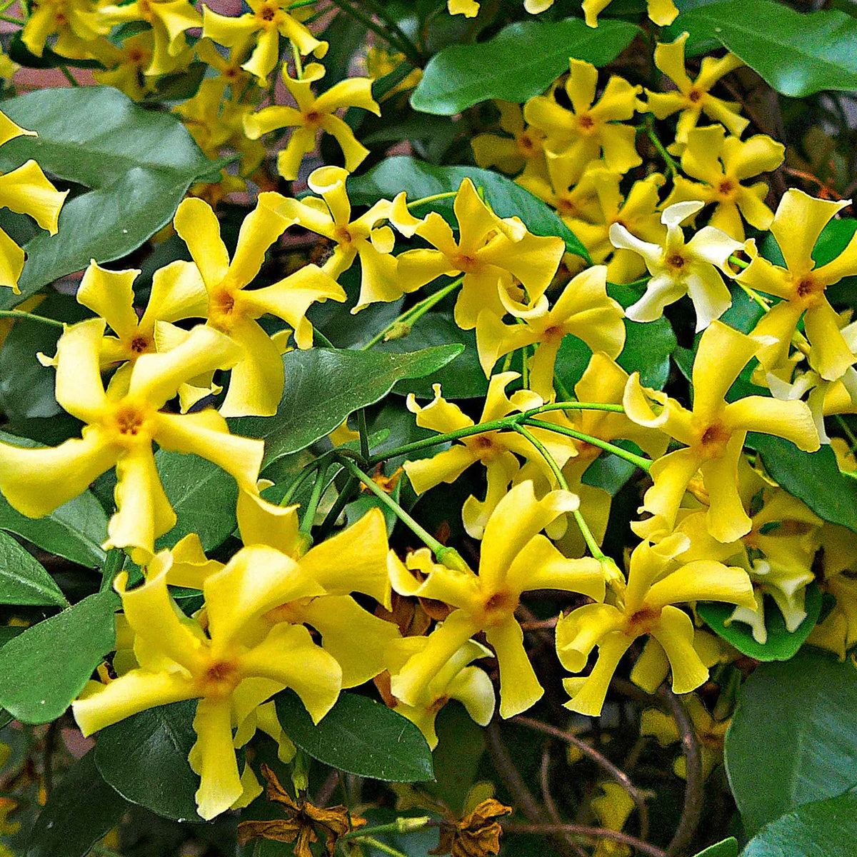 Sternjasmin 'Star of Toscane' - Trachelospermum jasminoides Star of Toscane - Bakker
