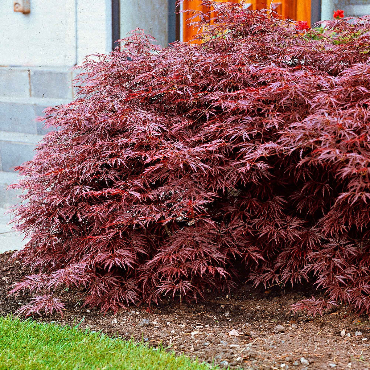 Acer palmatum dissectum Garnet - Japanischer Ahorn 'Garnet' - Japanischer Ahorn