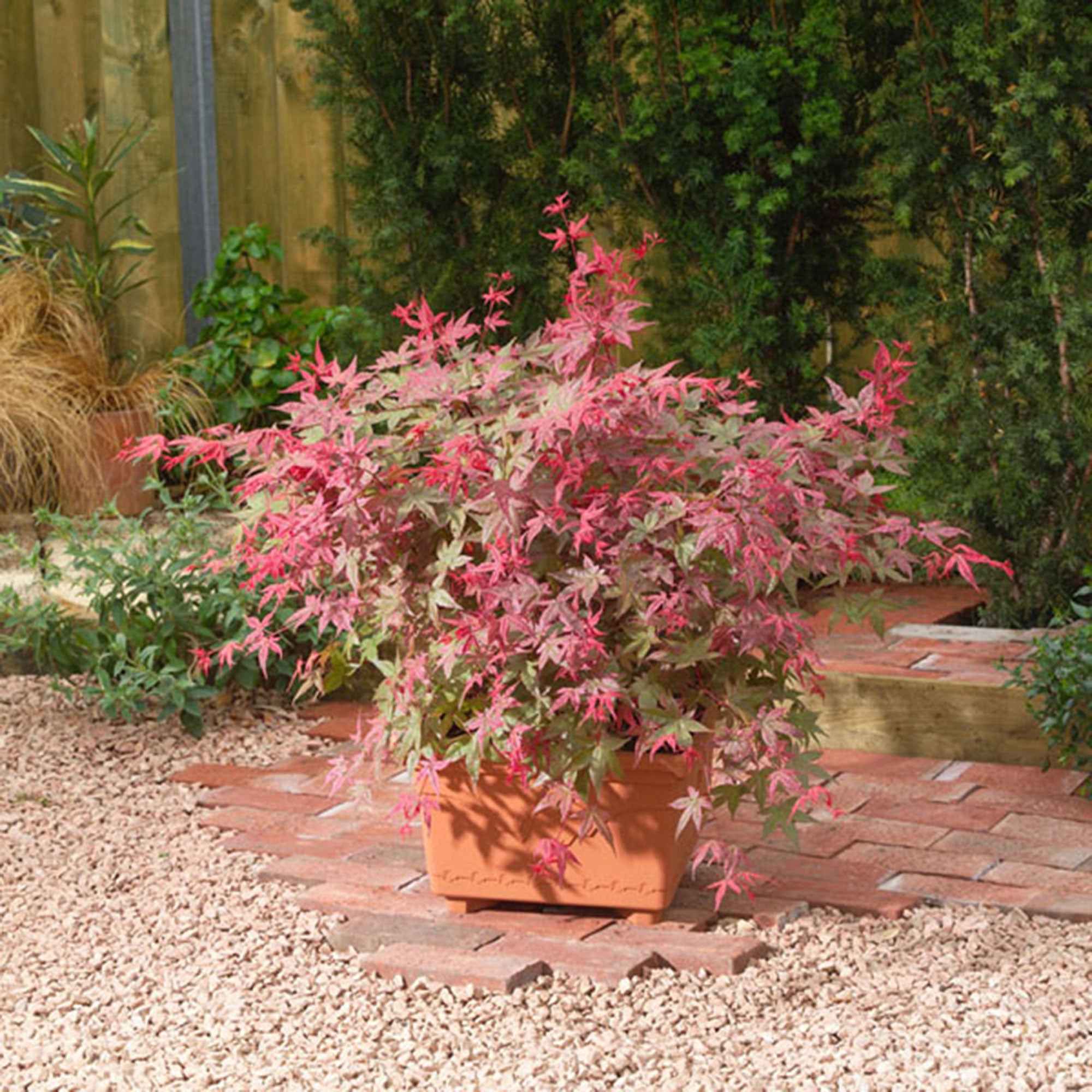 Fächerahorn 'Beni-maiko' - Acer palmatum Beni Maiko