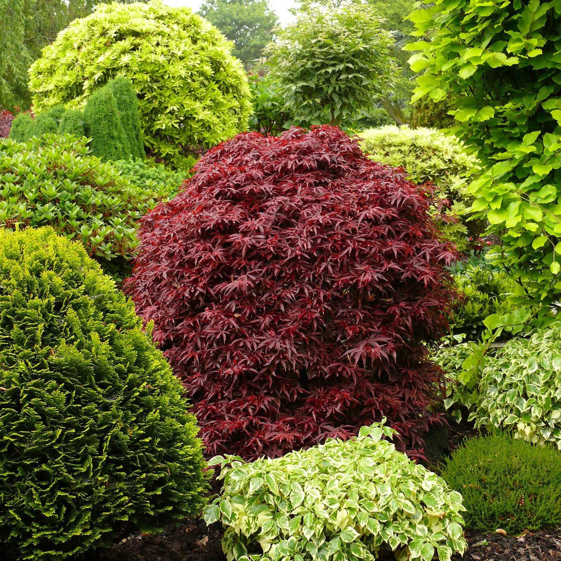 Japanischer Ahorn - Japanischer Ahorn 'Shaina' - Acer palmatum Shaina