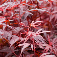 Japanischer Ahorn 'Shaina' - Acer palmatum shaina - Japanischer Ahorn