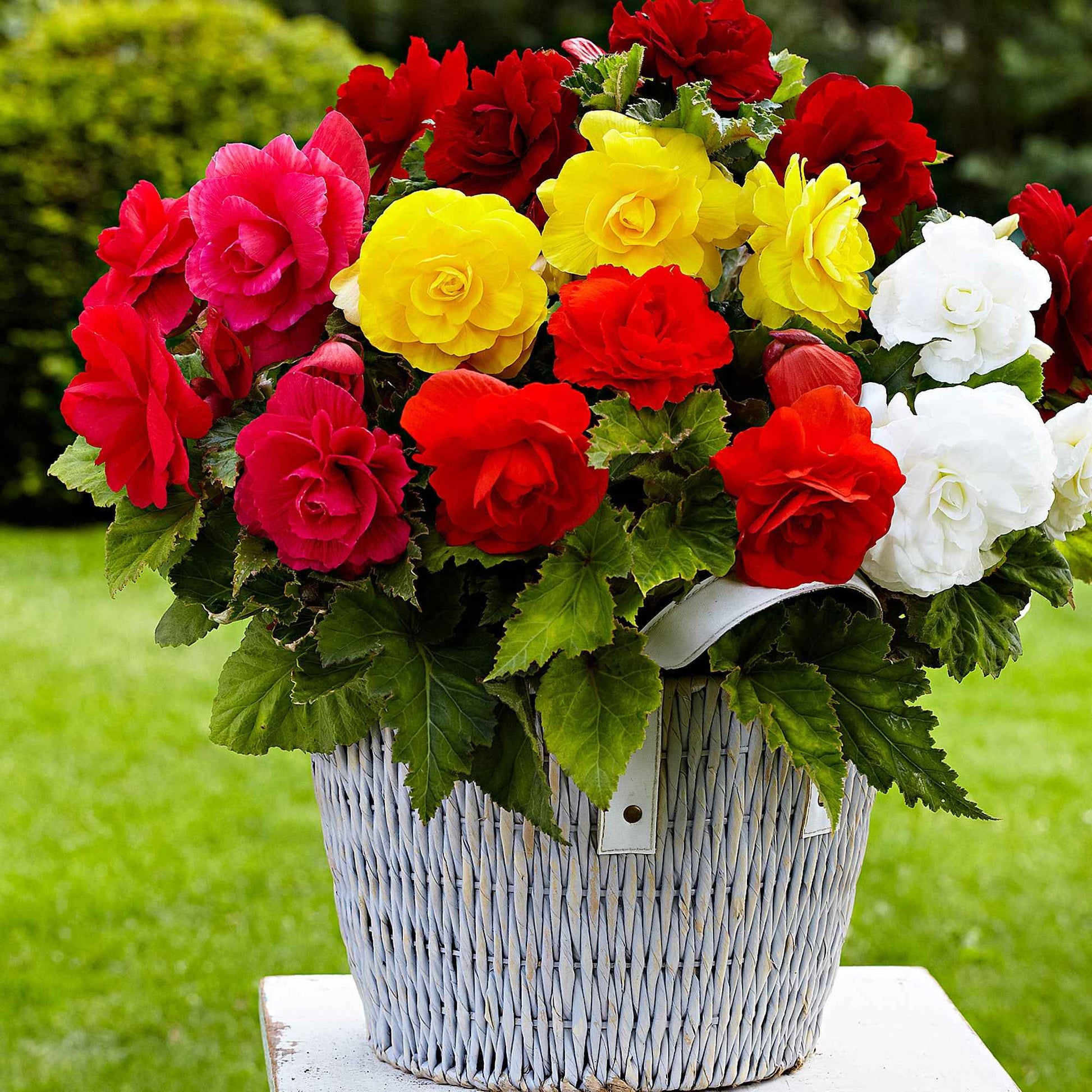 Begonien 'Double Colors' (x24) - Bakker