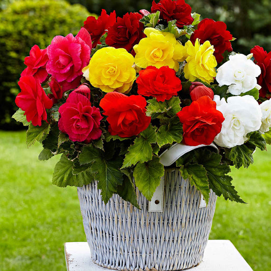 Begonien 'Double Colors' (x24) - Bakker