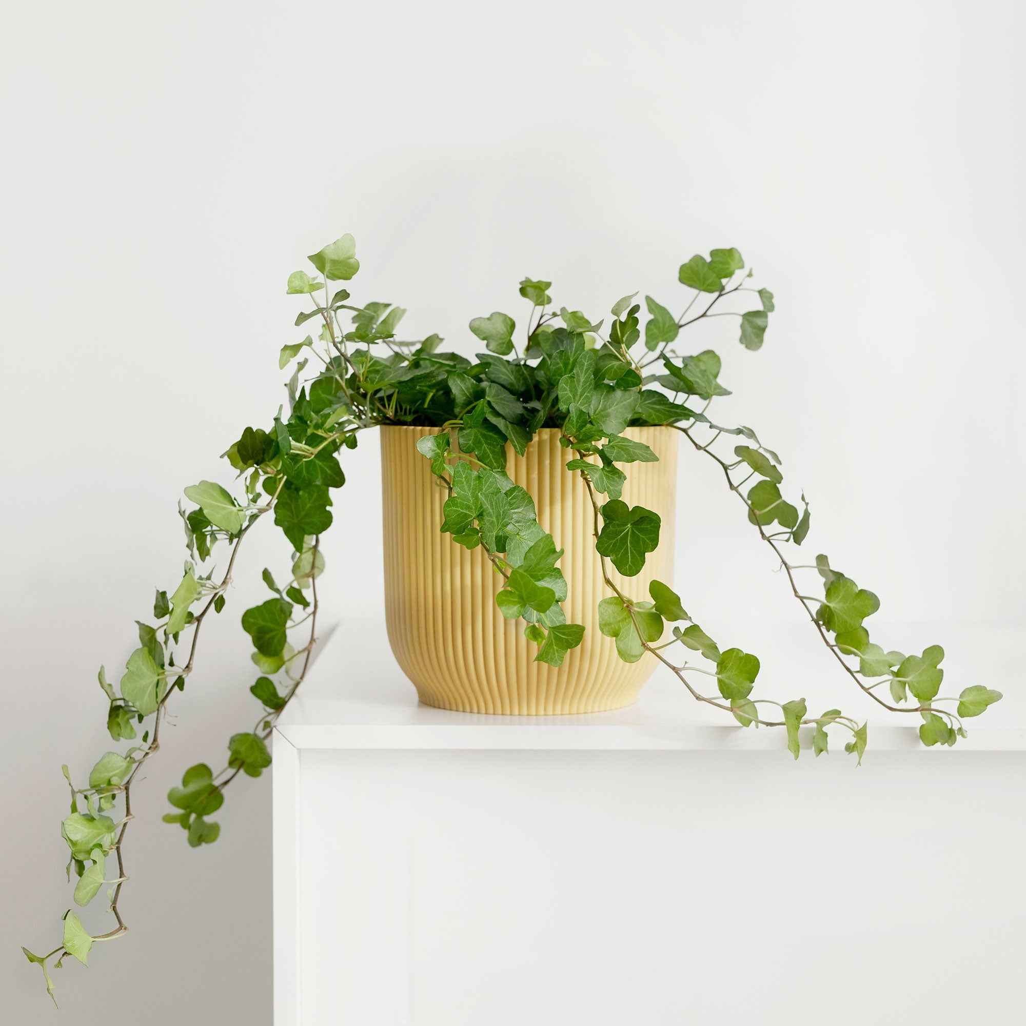 Efeu 'Wonder' - Hedera helix wonder