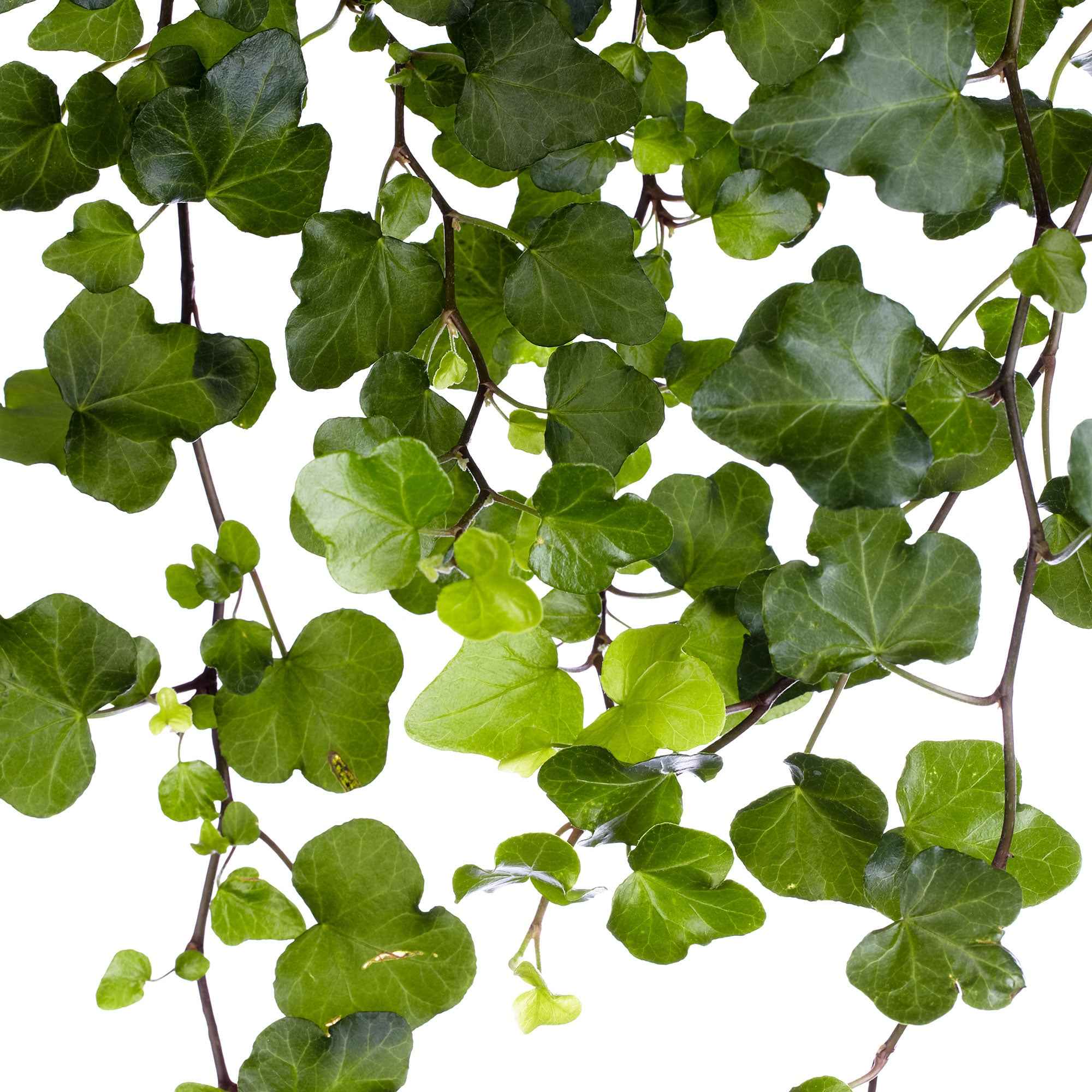 Efeu 'Wonder' - Hedera helix wonder