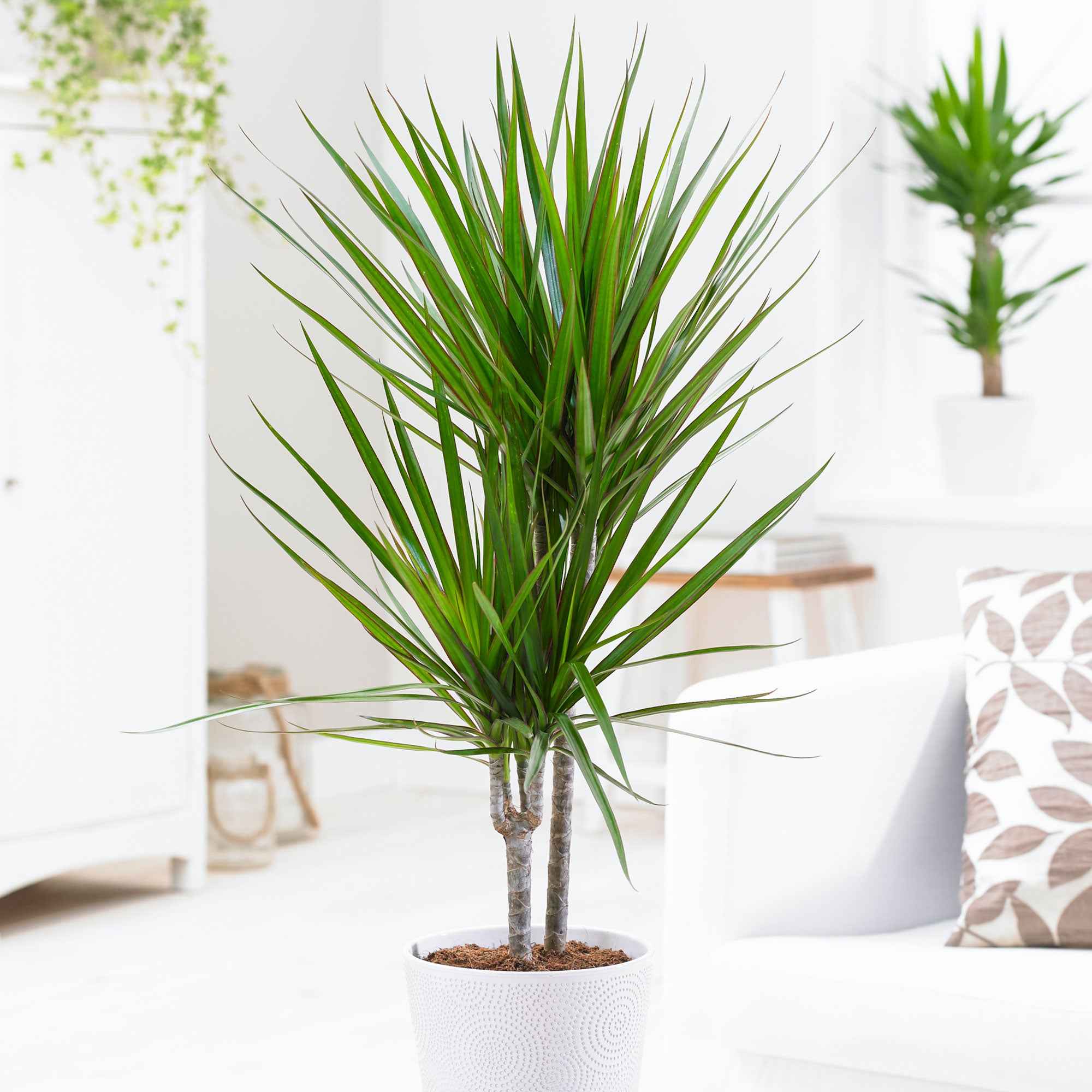 Gerandeter Drachenbaum - Dracaena marginata