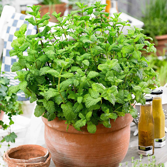 Marokkanische Minze 'Maroccan' - Mentha spicata - Gemüsegarten