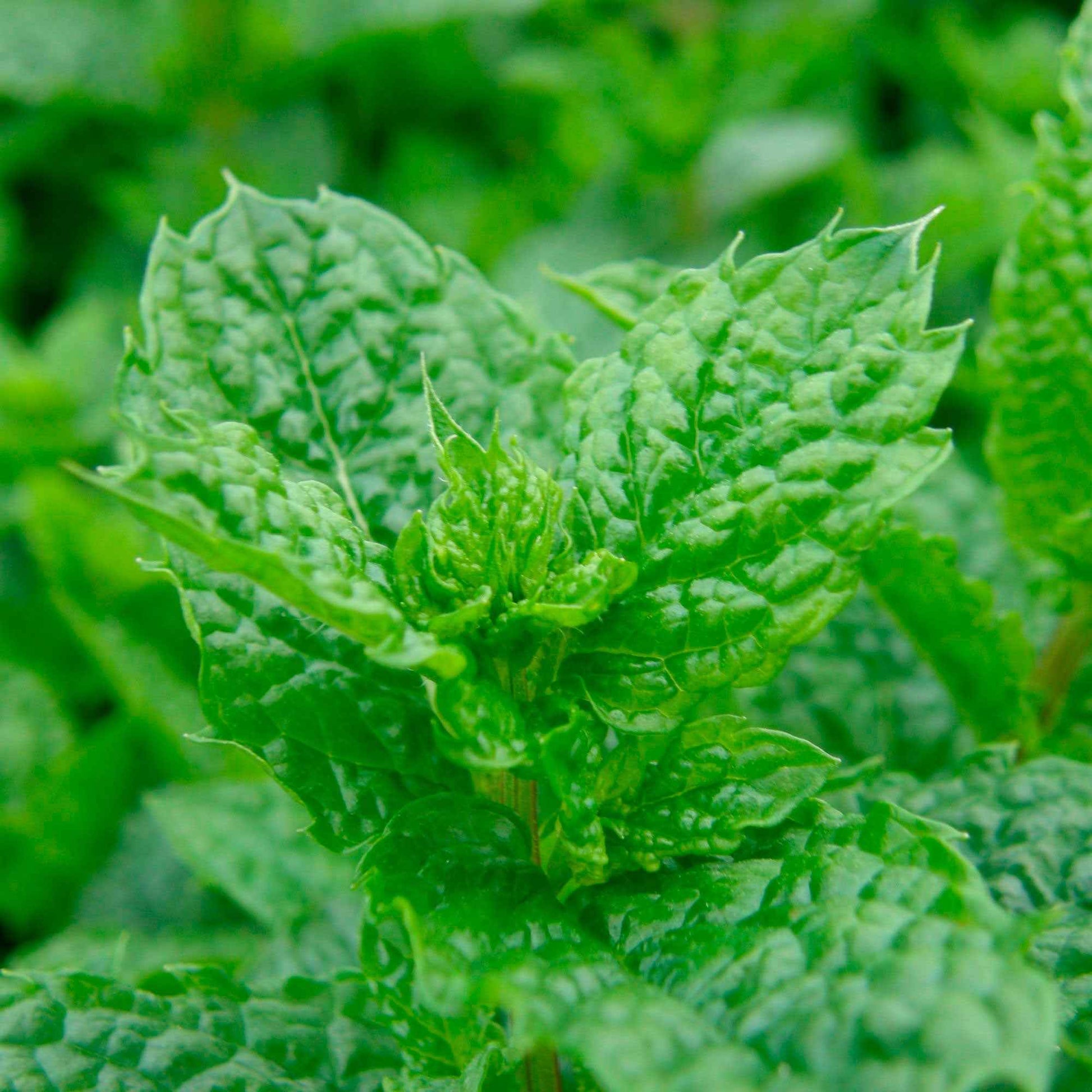 Marokkanische Minze 'Maroccan' - Mentha spicata - Bakker