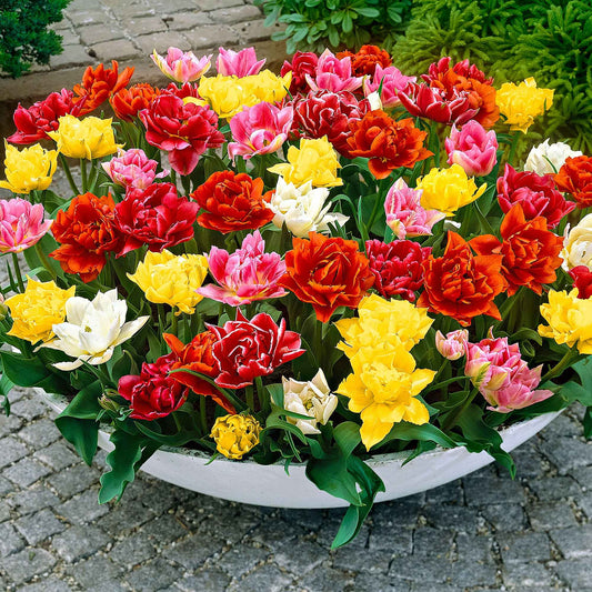 Tulpen Mischung - Bakker