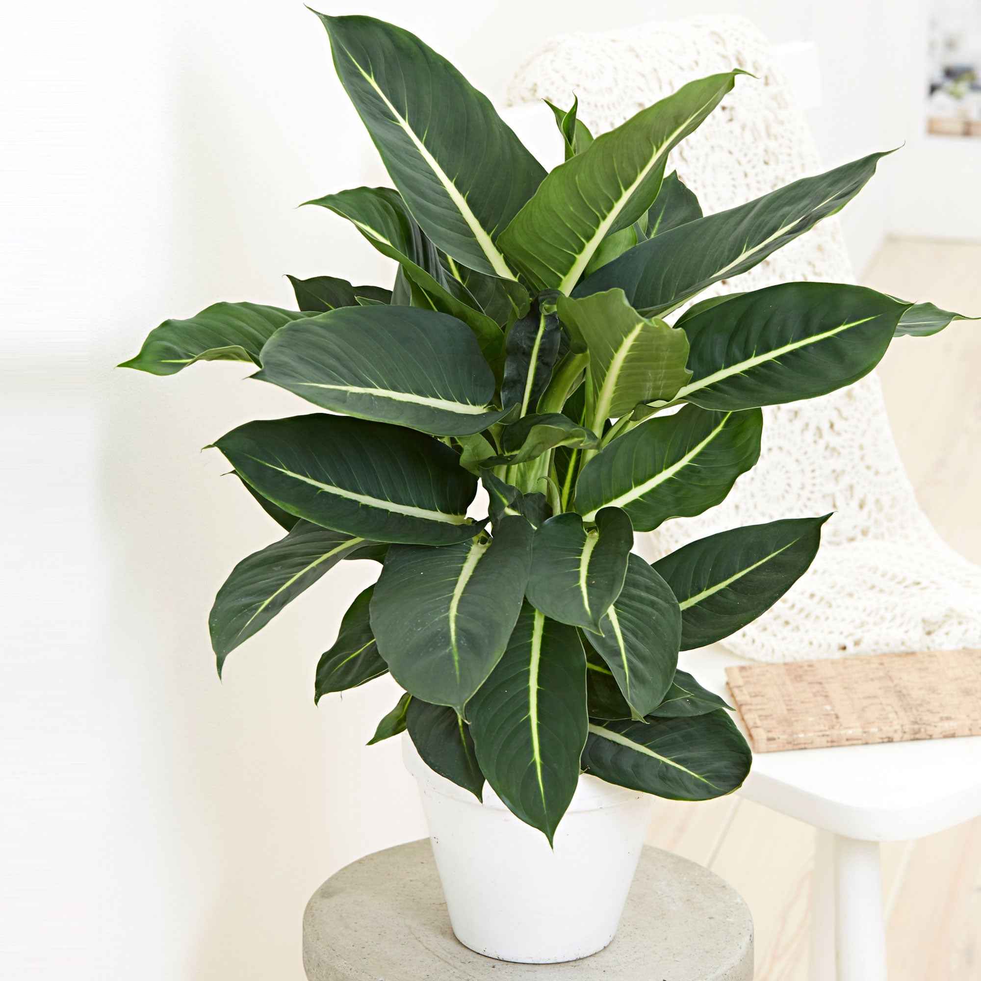 dieffenbachia düngen Dieffenbachie 'Green Magic' - Dieffenbachia green magic