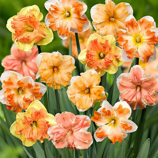 Narzissen Mischung 'Flower Power' (x10) - Narcissus - Blumenzwiebeln