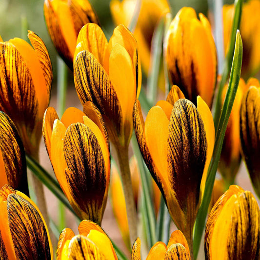 Krokus 'Orange Monarch' (x15) - Crocus chrysanthus orange monarch - Blumenzwiebeln