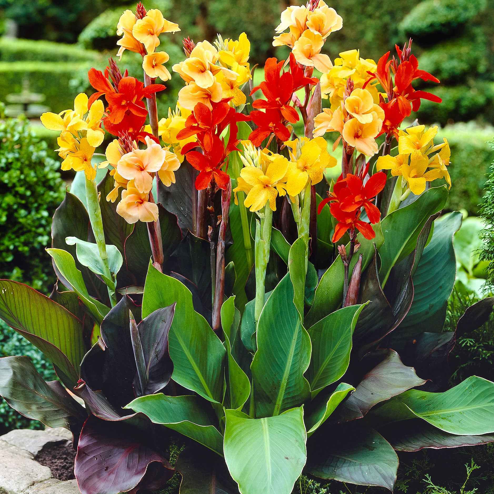 Blumenrohr Mischung (x4) - Bakker