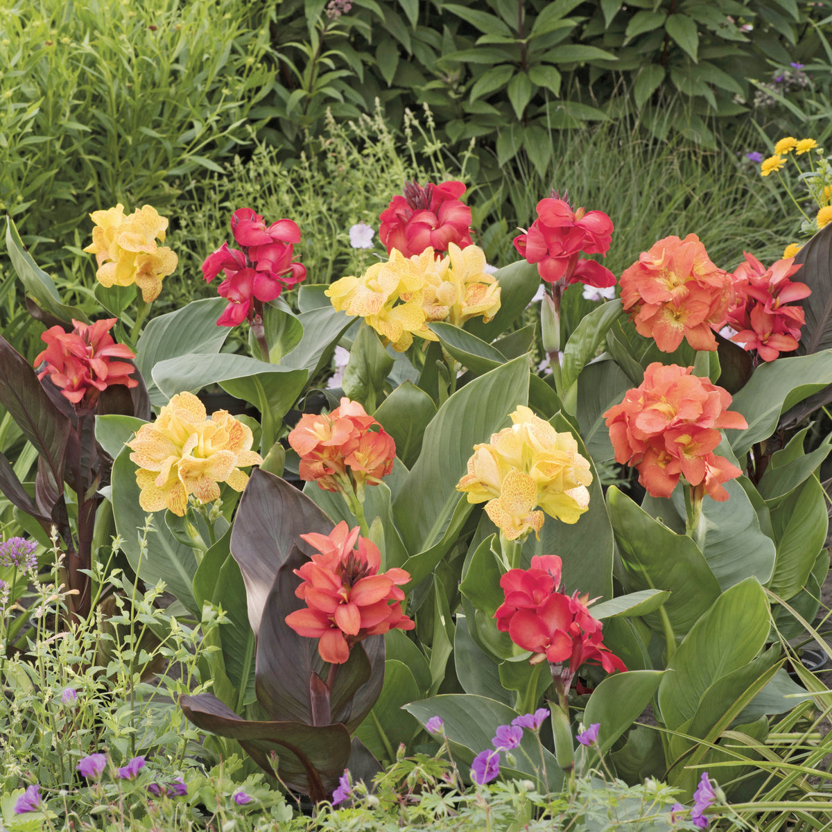 Blumenrohr Mischung (x4) - Canna happy (emily, carmen, wilma, cleo) - Bakker