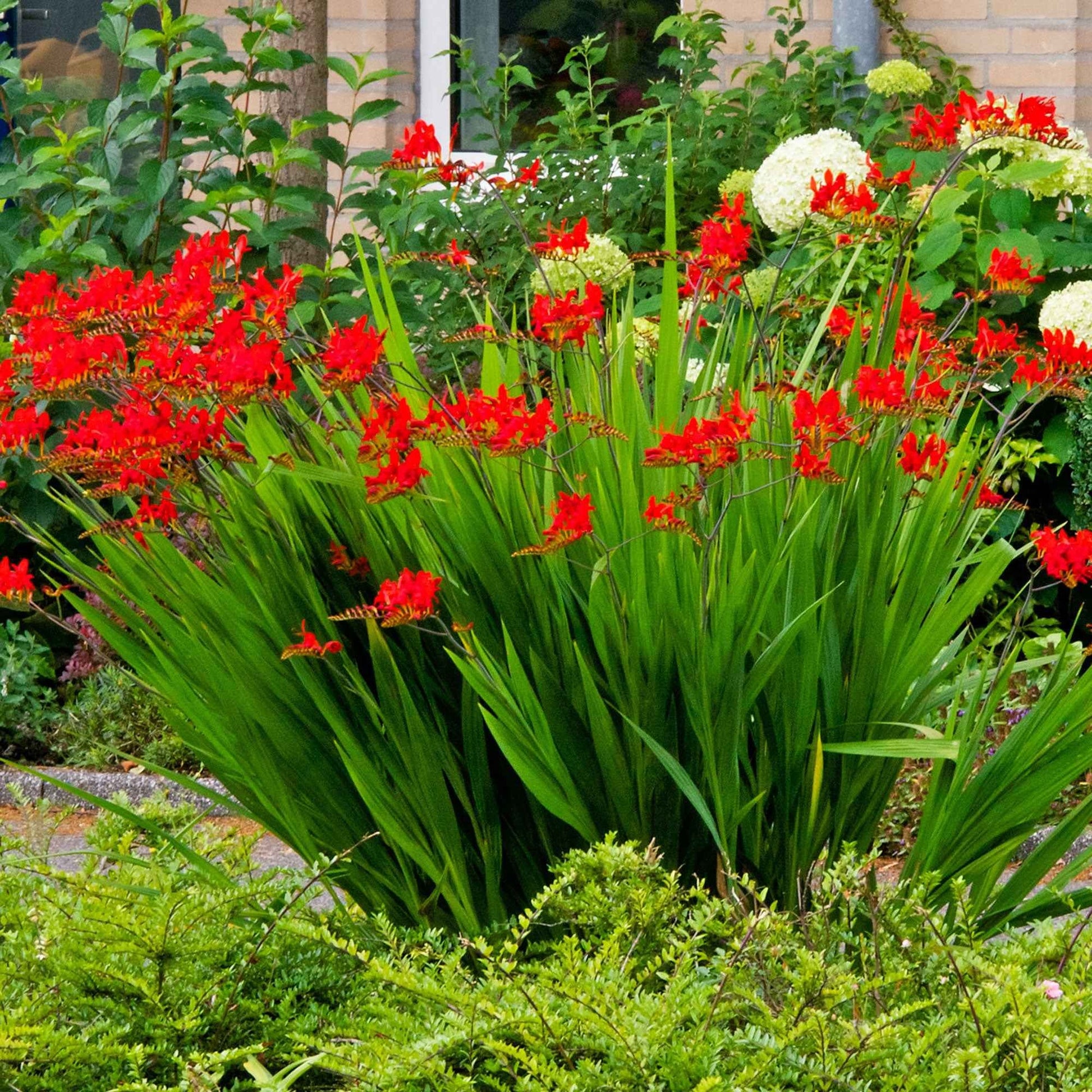 Crocosmia red - Crocosmia 'Lucifer' rot (x15) - Natürlicher Zwiebel-Mix