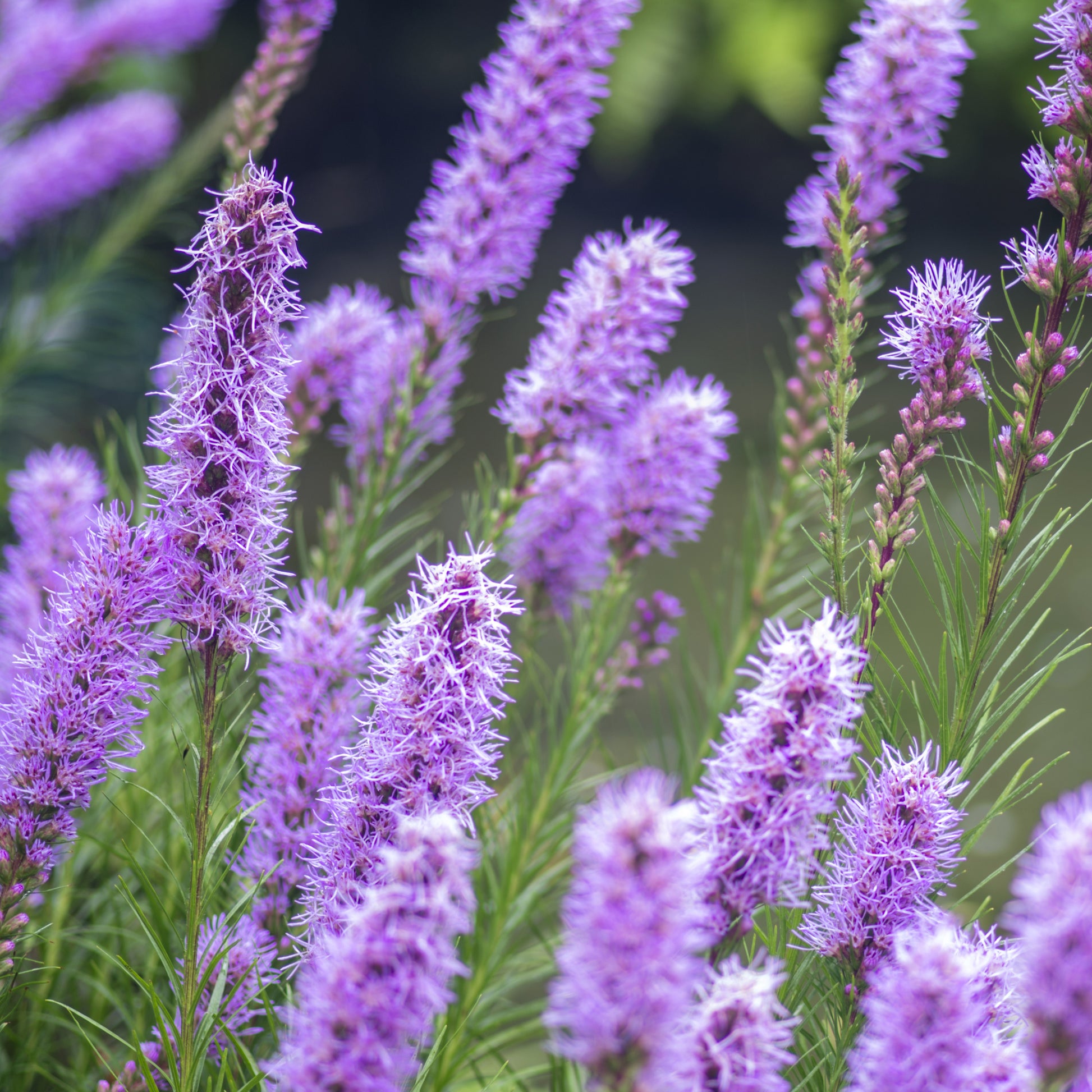 Liatris spicata - Pfeifenputzer (x25) - Natürlicher Zwiebel-Mix
