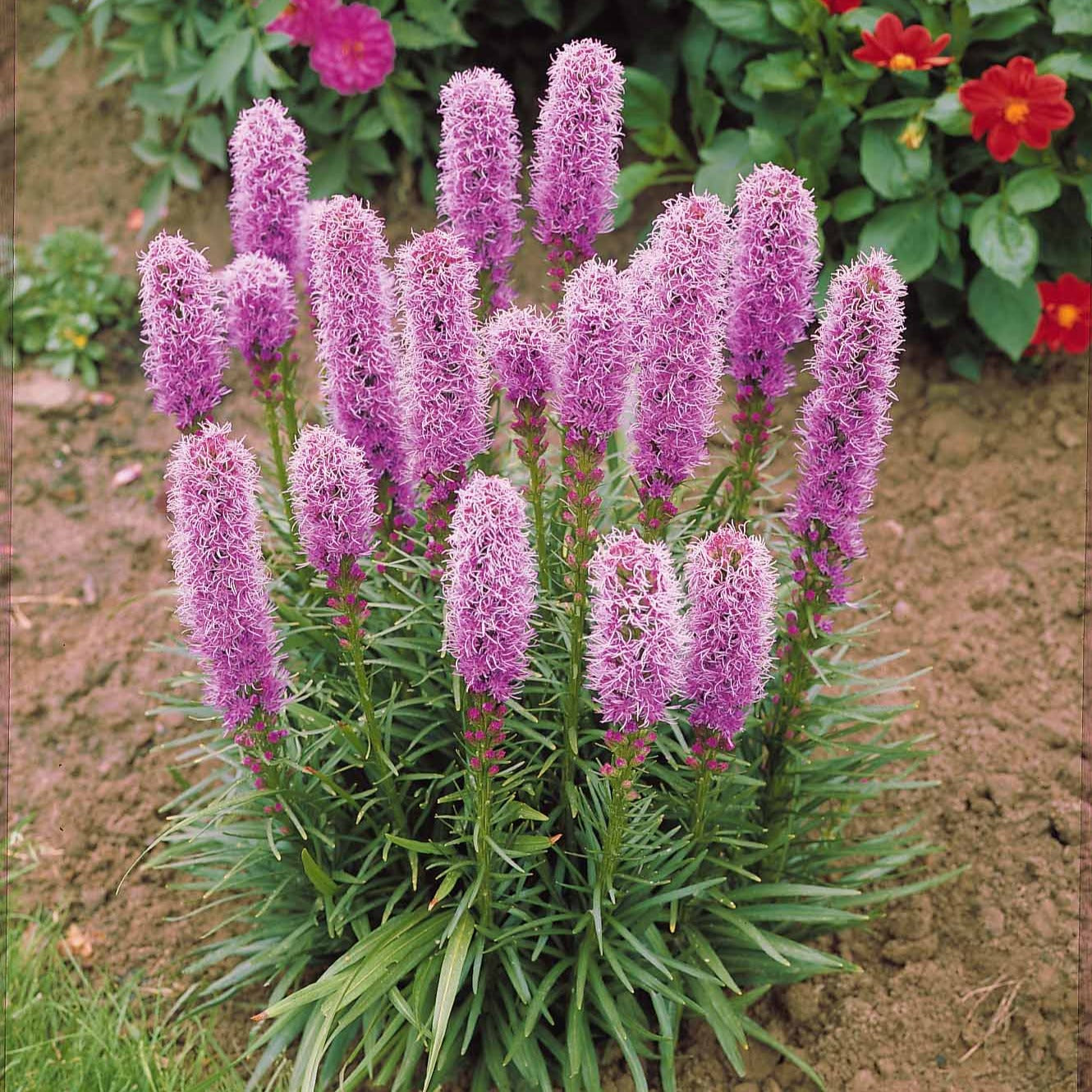 Pfeifenputzer (x25) - Liatris spicata - Bakker