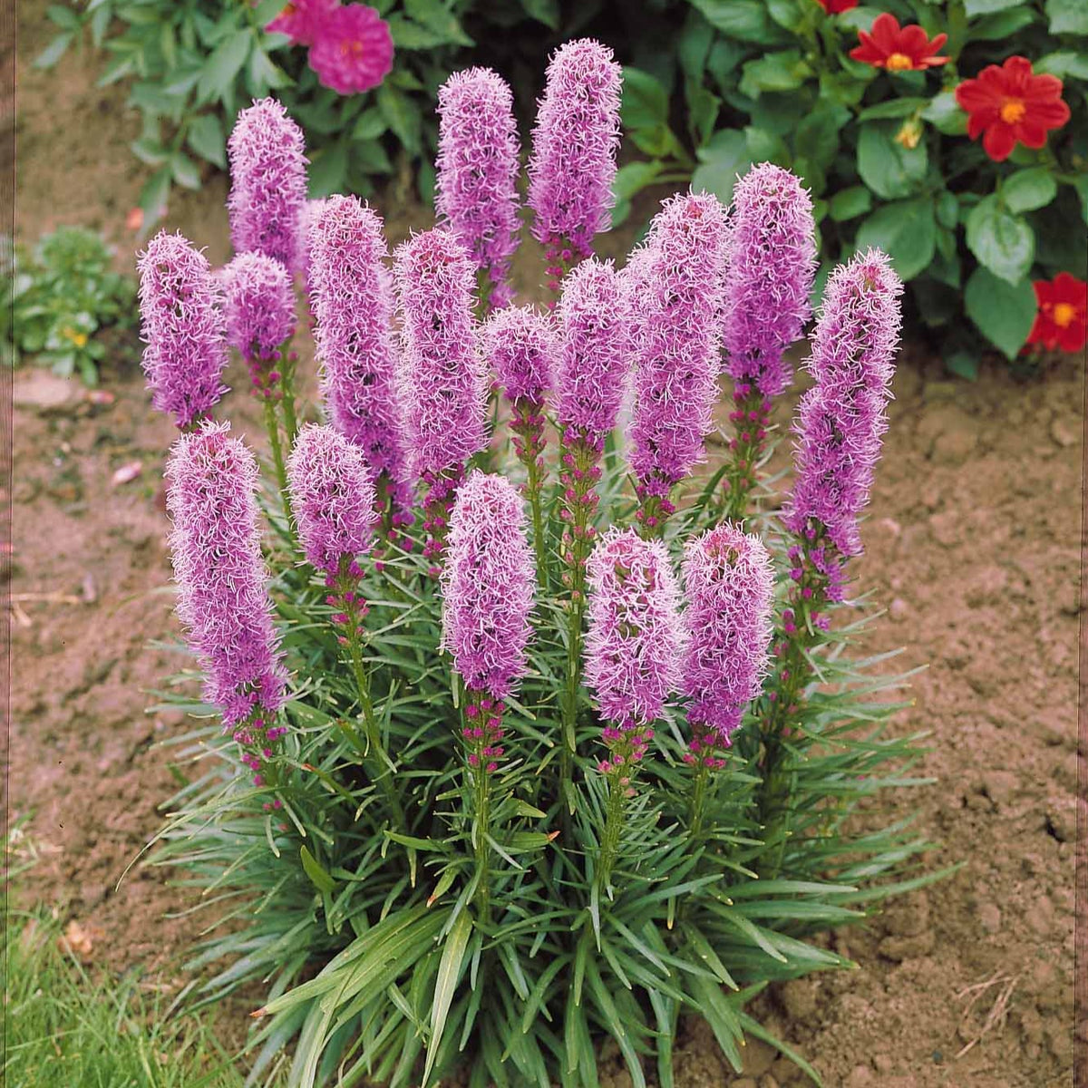 Prachtscharte (x25) - Liatris spicata - Bakker