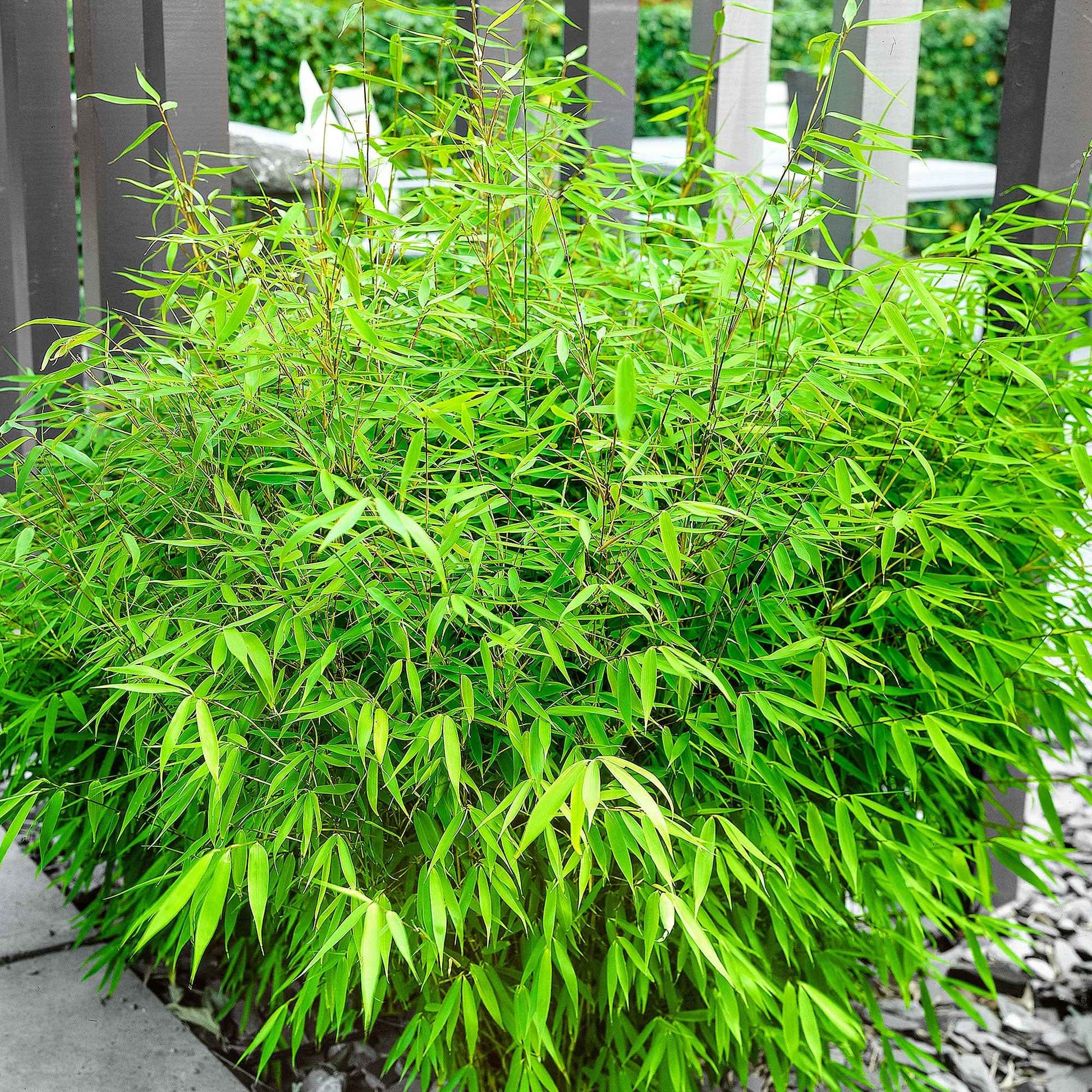 Gartenbambus - Fargesia rufa - Bakker