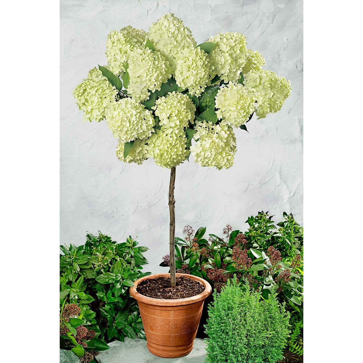 Rispenhortensie 'Limelight' - Bakker