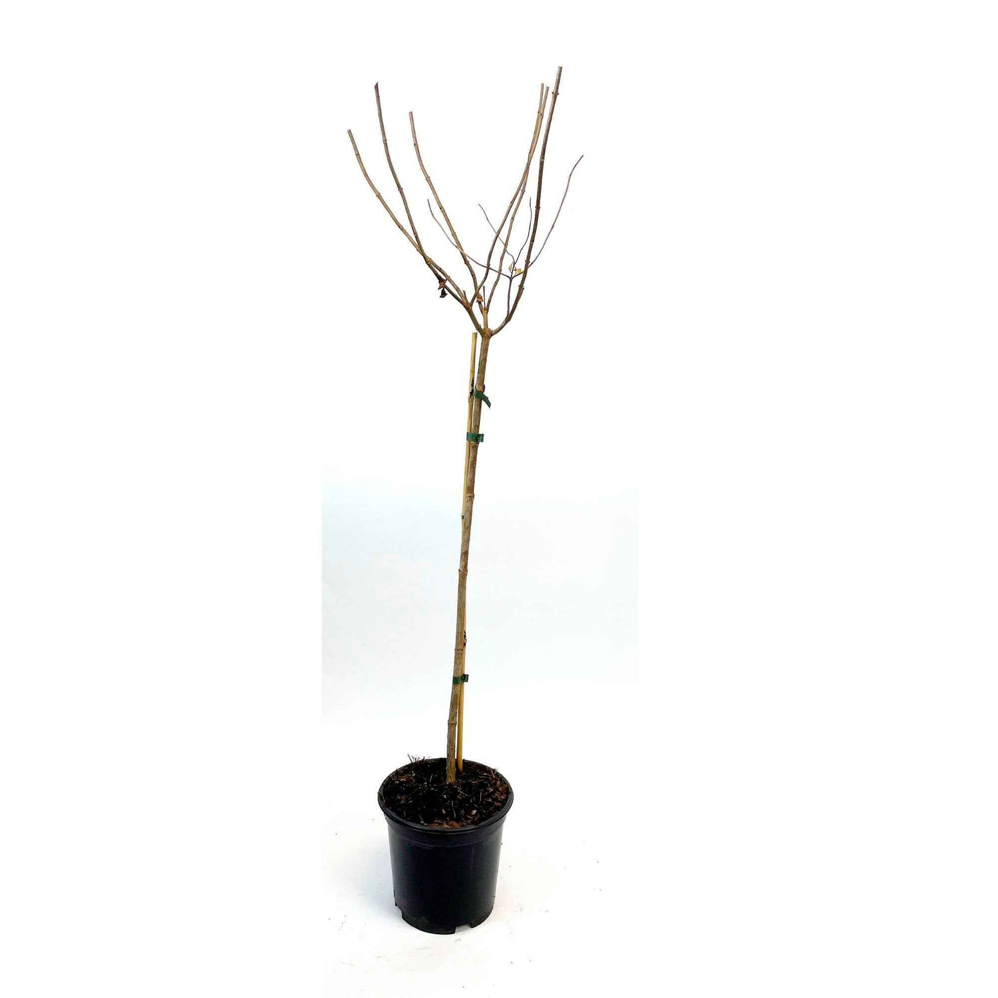 Rispenhortensie 'Limelight' - Hydrangea paniculata limelight ® - Hortensien