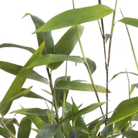 Bisset-Bambus - Phyllostachys bissetii - Pflanzensorten