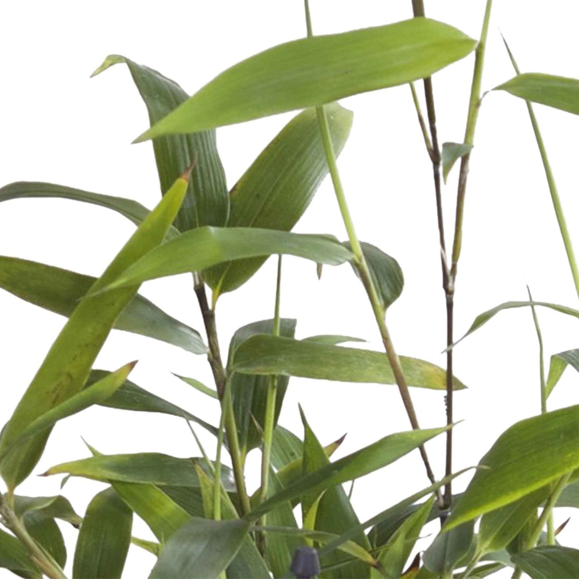 Bisset-Bambus - Phyllostachys bissetii - Pflanzensorten