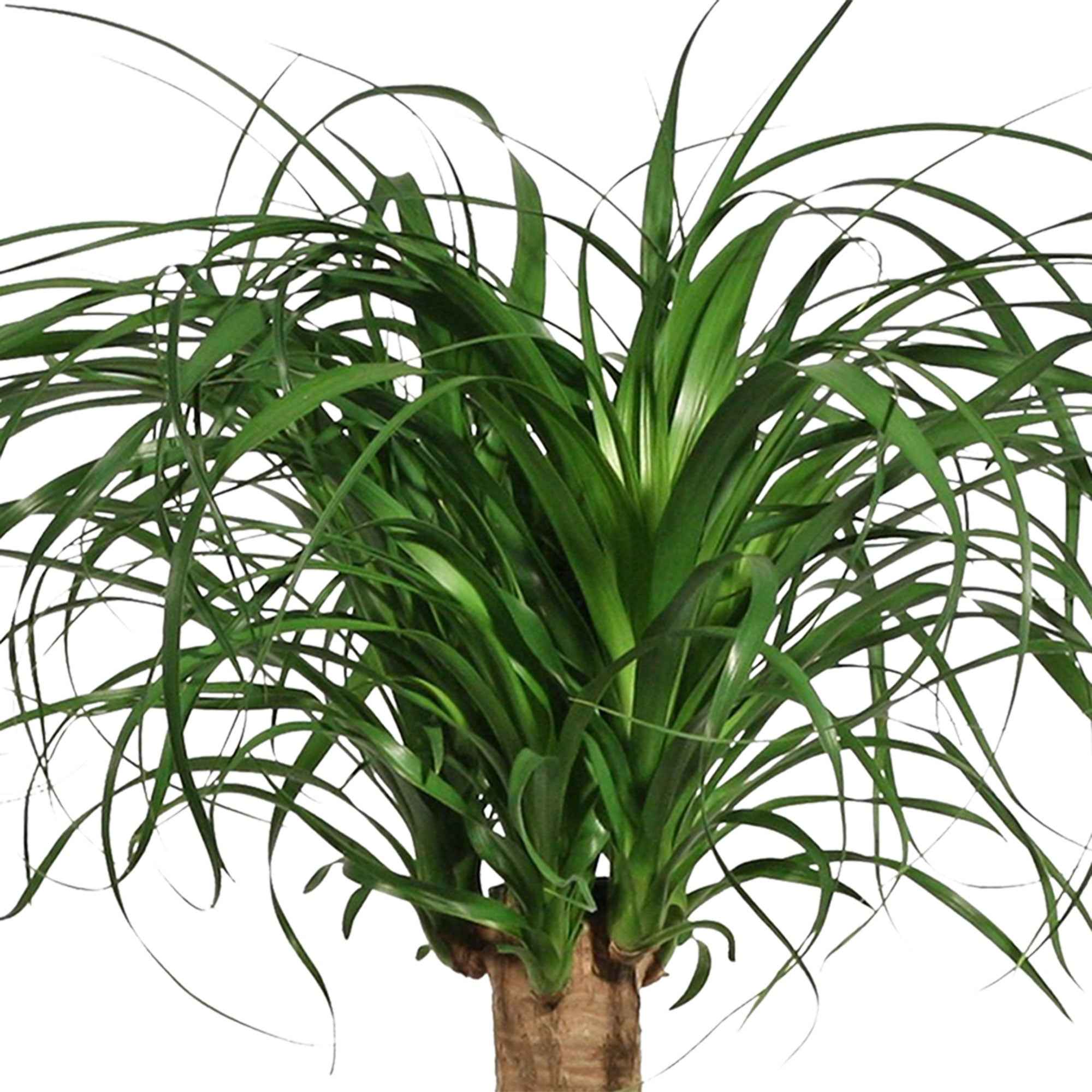 Pflegeleichte Pflanzensamen 15 Samen Elefantenfuß (Beaucarnea Recurvata) - Zimmerpflanze, Pflegeleicht & Trockenresistent Obstbäume Pflaume