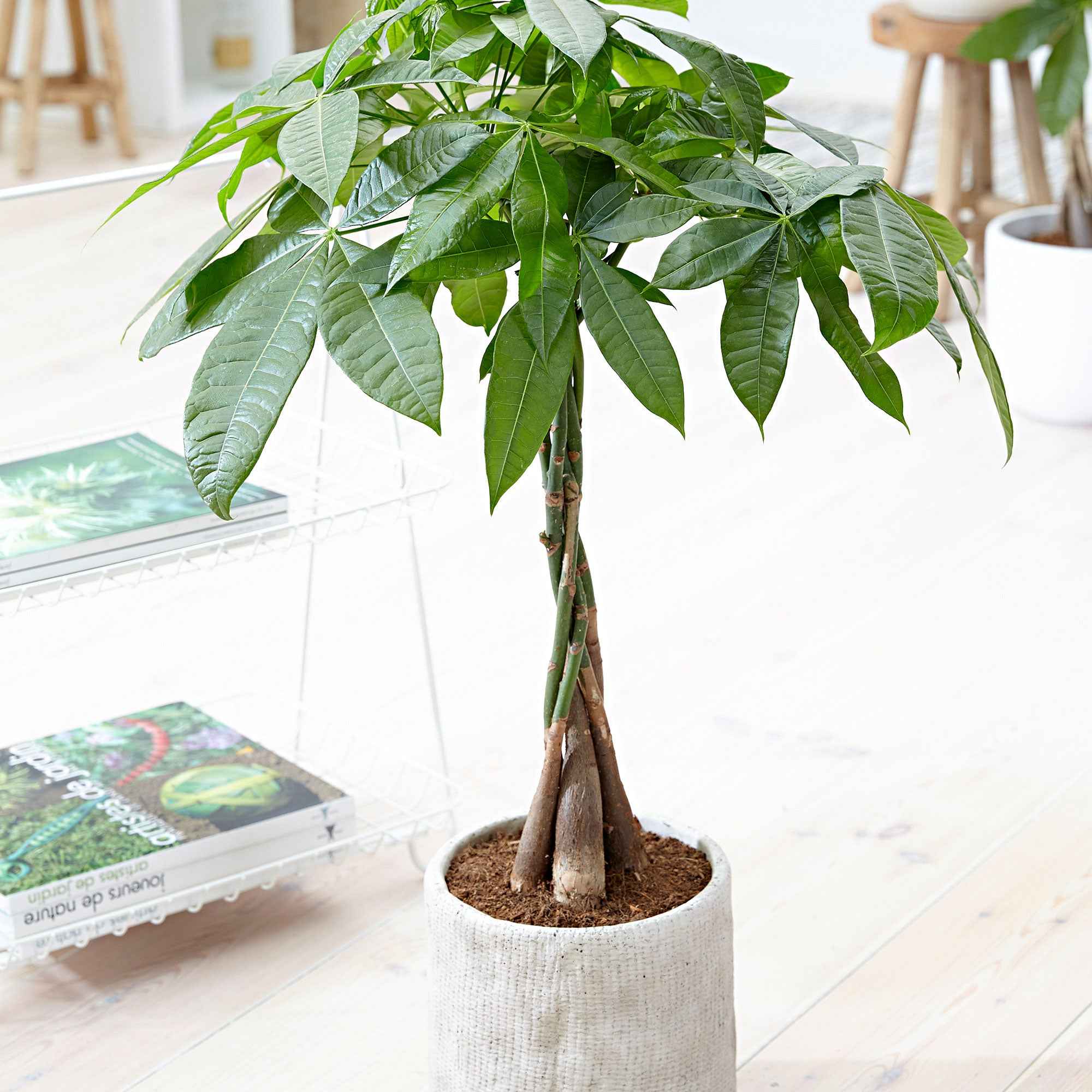 Glückskastanie mit geflochtenem Stamm Pachira aquatica