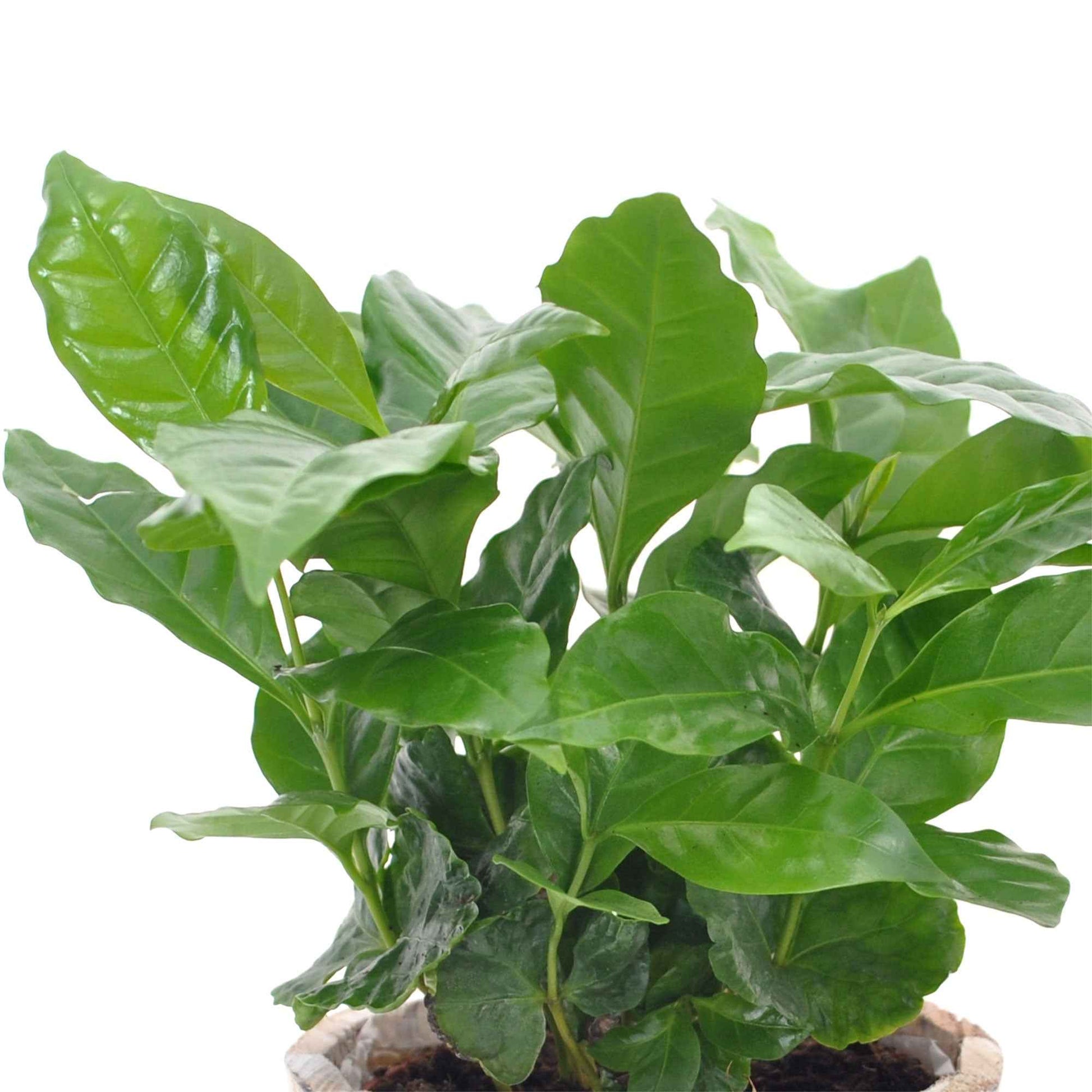 Coffea arabica - Kaffeepflanze Coffea - Grüne Zimmerpflanzen
